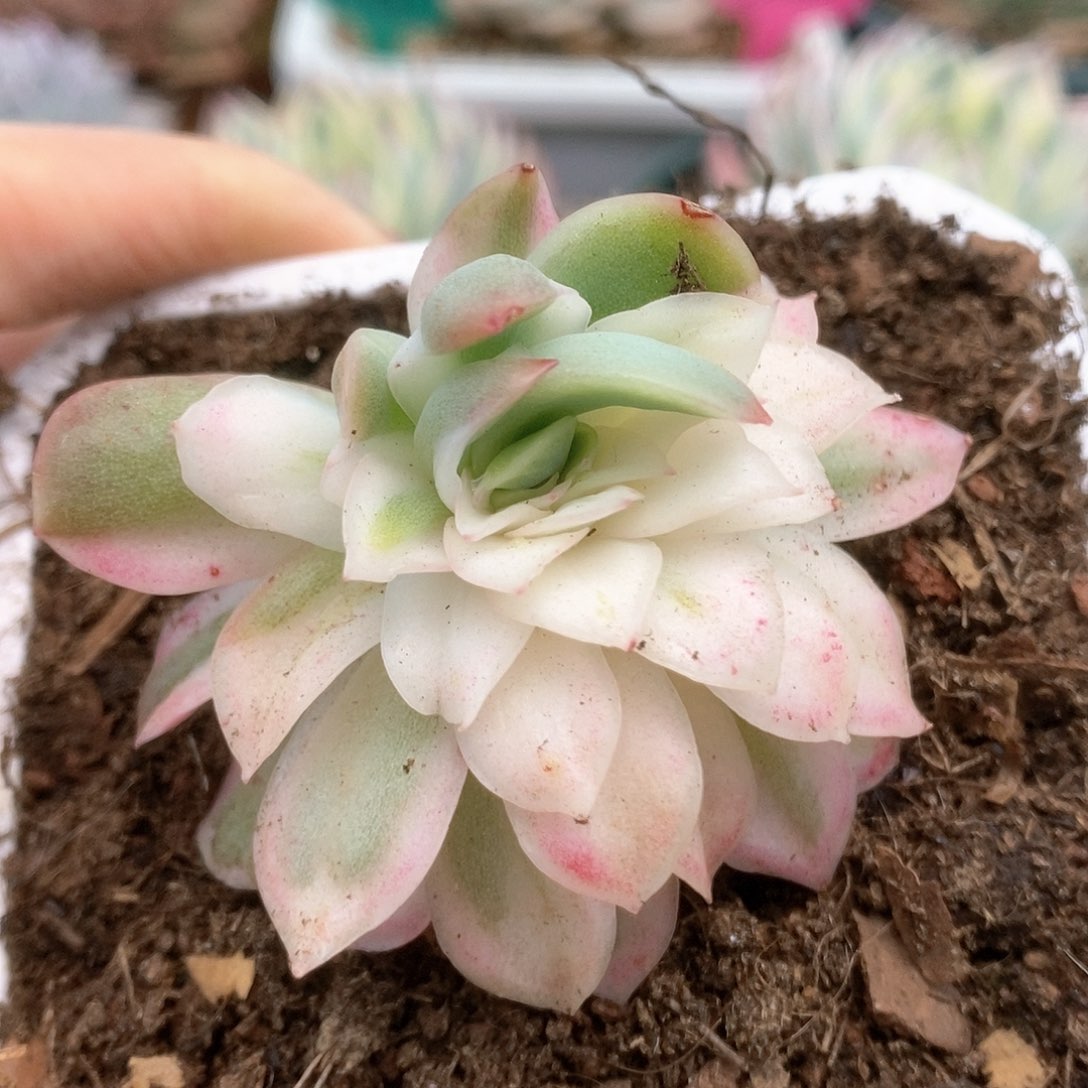 366蝴蝶仙子锦锦锦锦锦锦