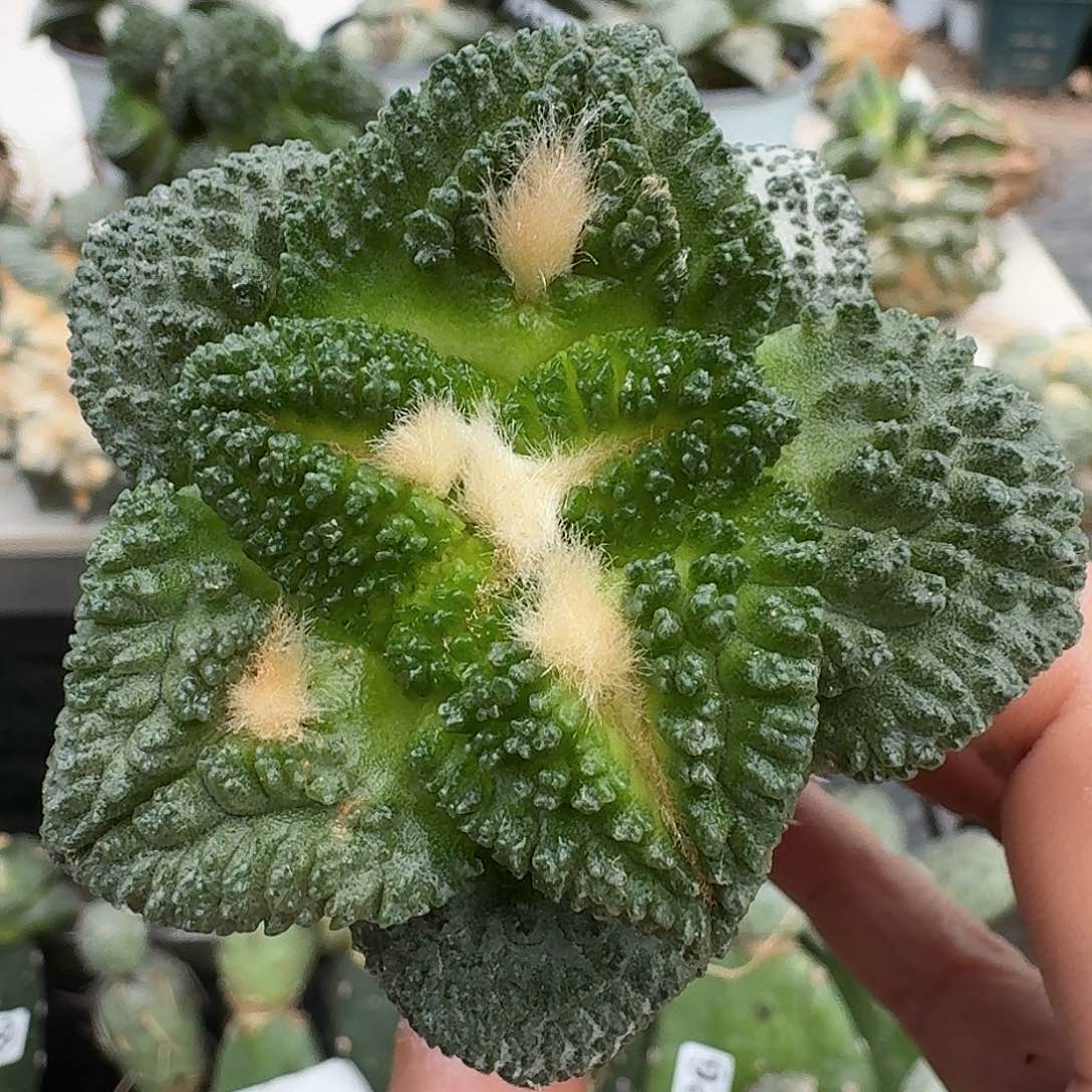 【闪购商品】无花朵大尤苗接哥龟877