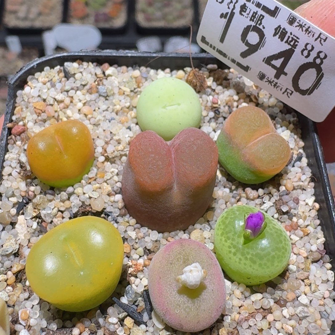 zzzz精品生石花肉锥1940