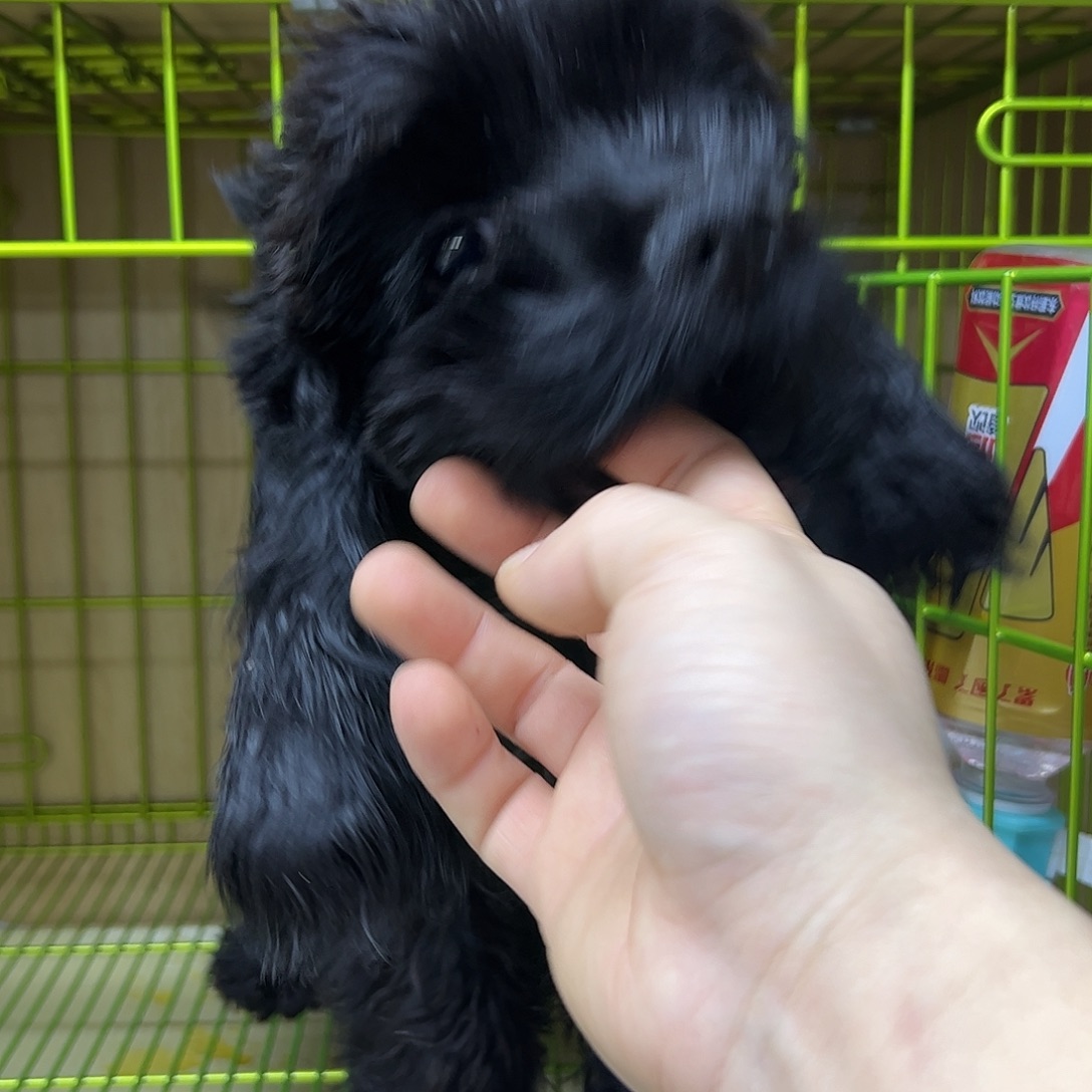 黑色小弟弟不包运