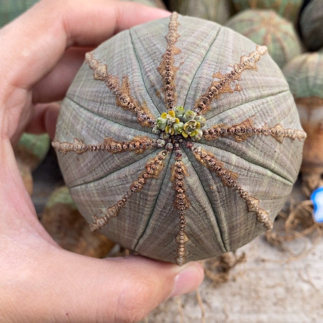 19 欧系实生布纹球多肉植物