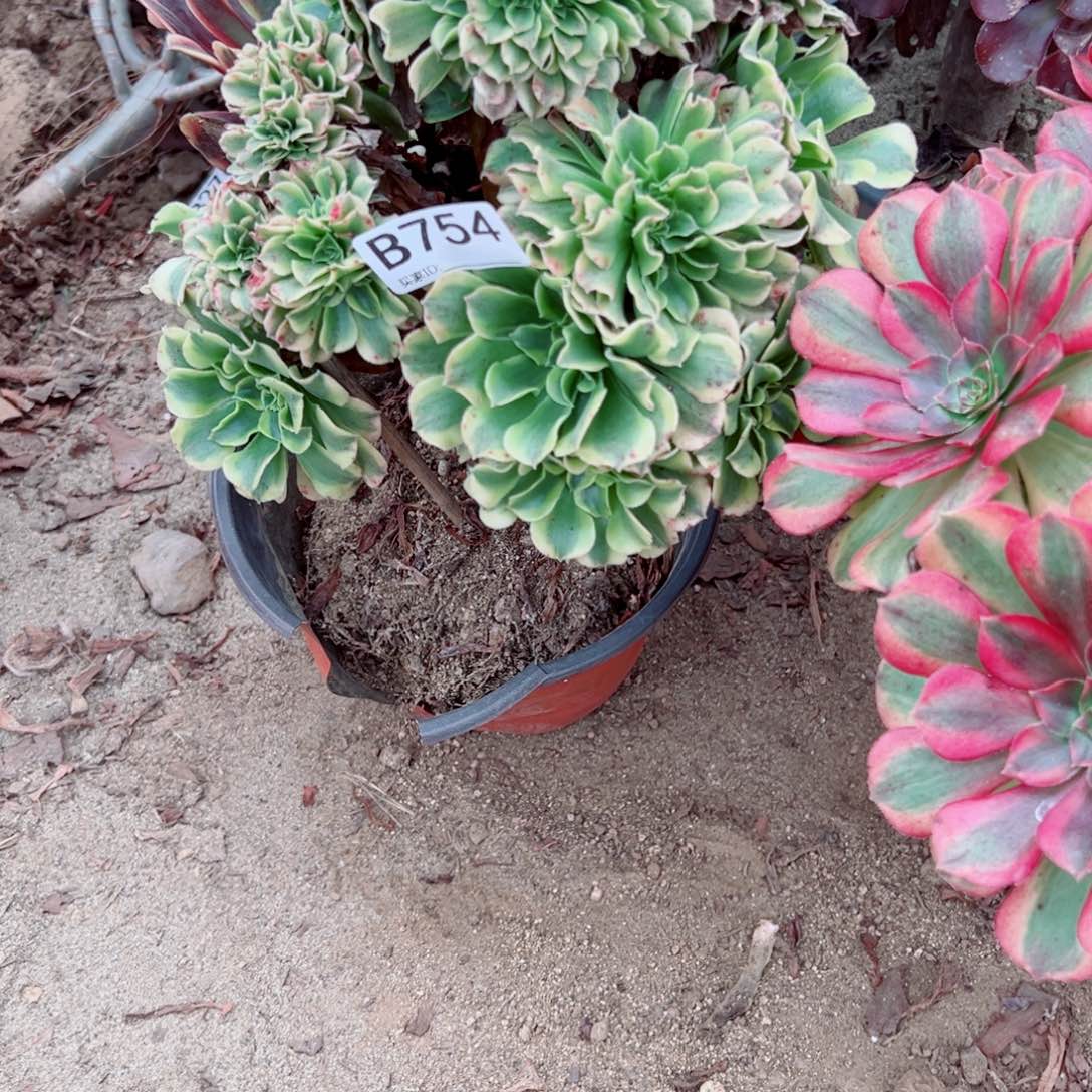 754绿豆沙缀化多肉植物
