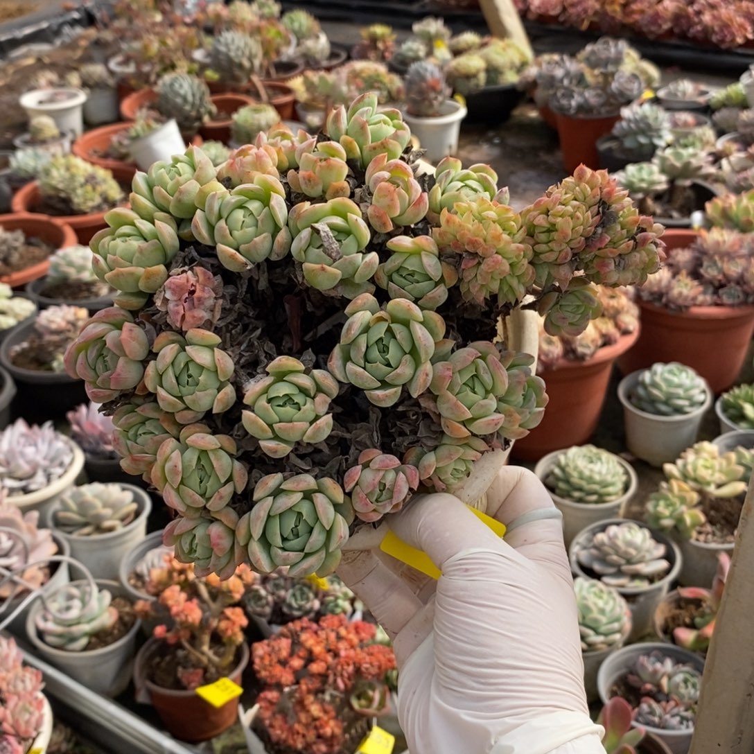 259贝瑞缀化一物一拍