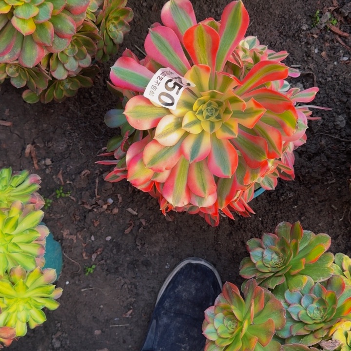 女巫花27-23包邮花花