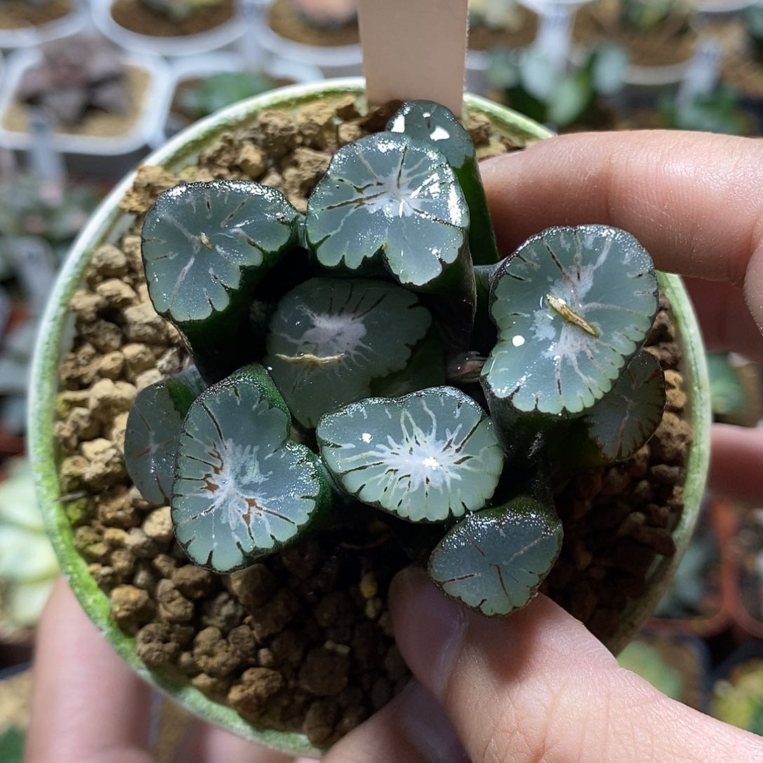 160大爆炸万象十二