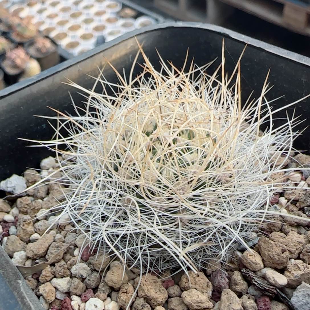 实生混乱玉多肉00000