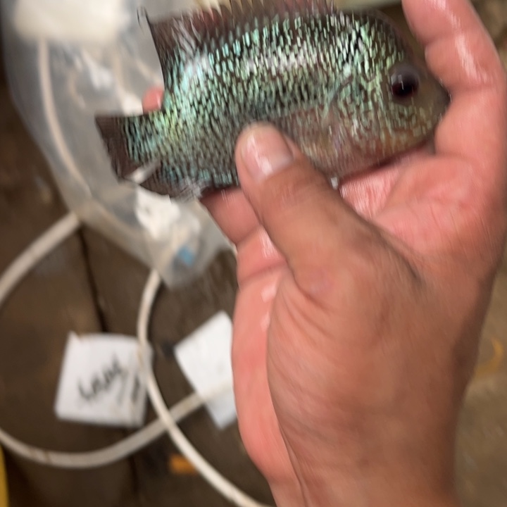 罗汉鱼11111111111111