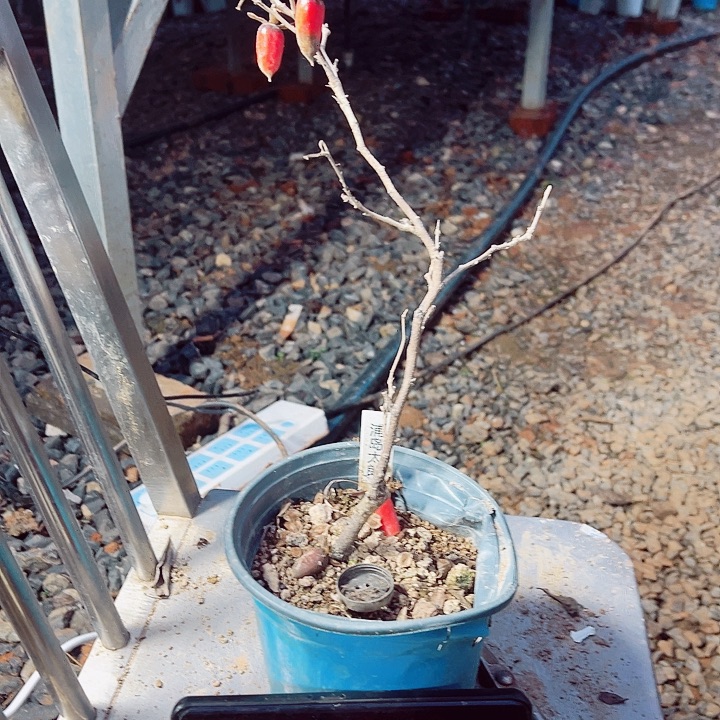 兵***9无花朵哈哈哈哈哈