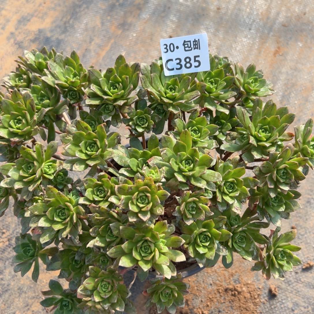 385绿茶多肉法师