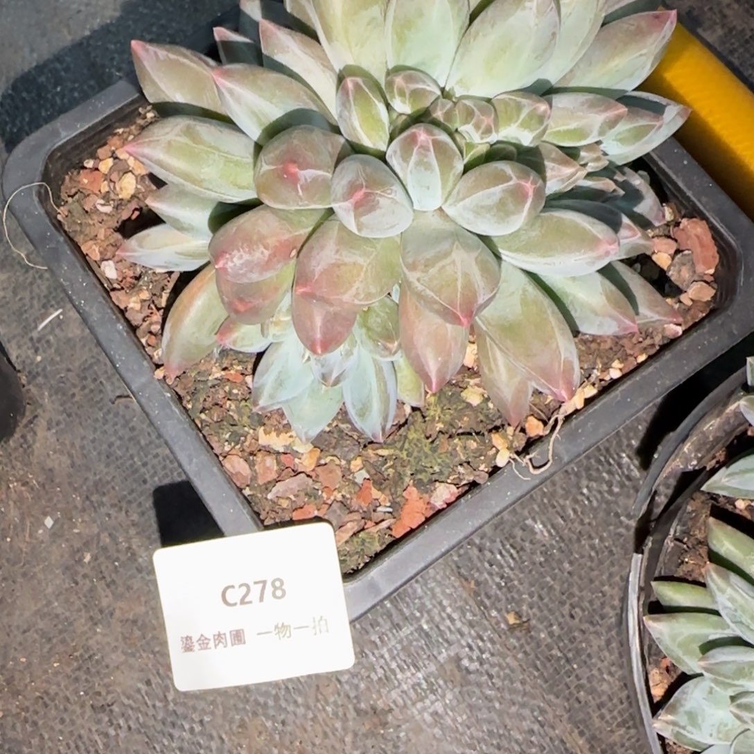 娇***娘C278重楼        
