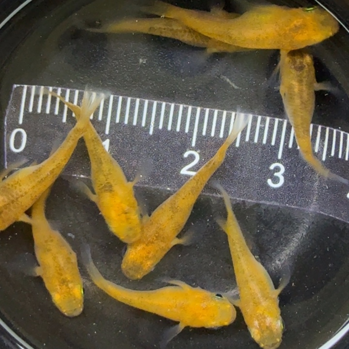 青鳉鱼赤虎球球8号