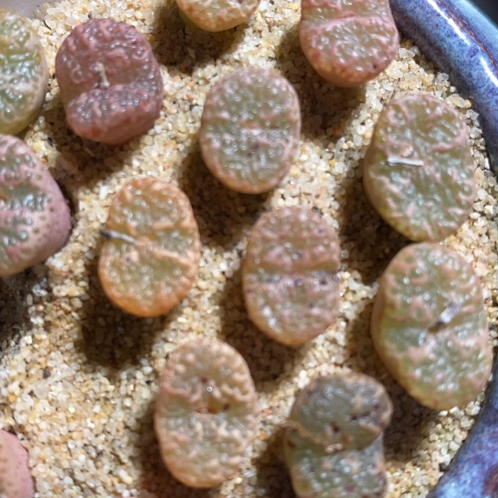 泡泡勋章1颗一颗