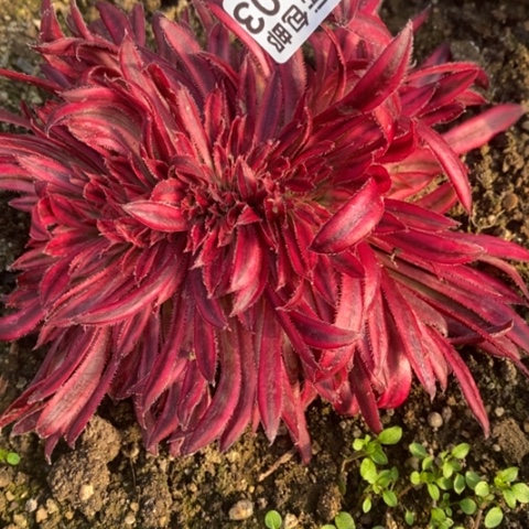 303朱雀缀满25包邮多肉