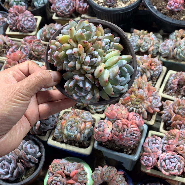 无砍小脸九头哈哈哈哈哈哈哈哈哈