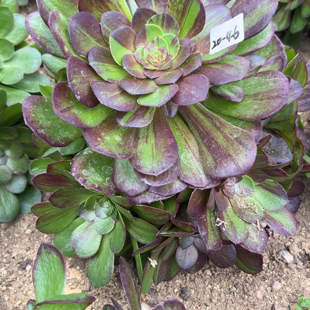 46花月夜多肉植物