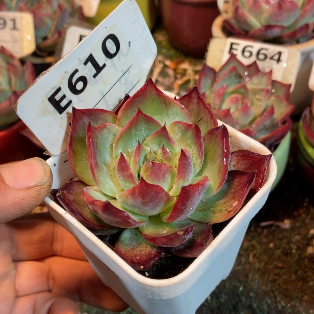 惊鸿一瞥610号楼多的