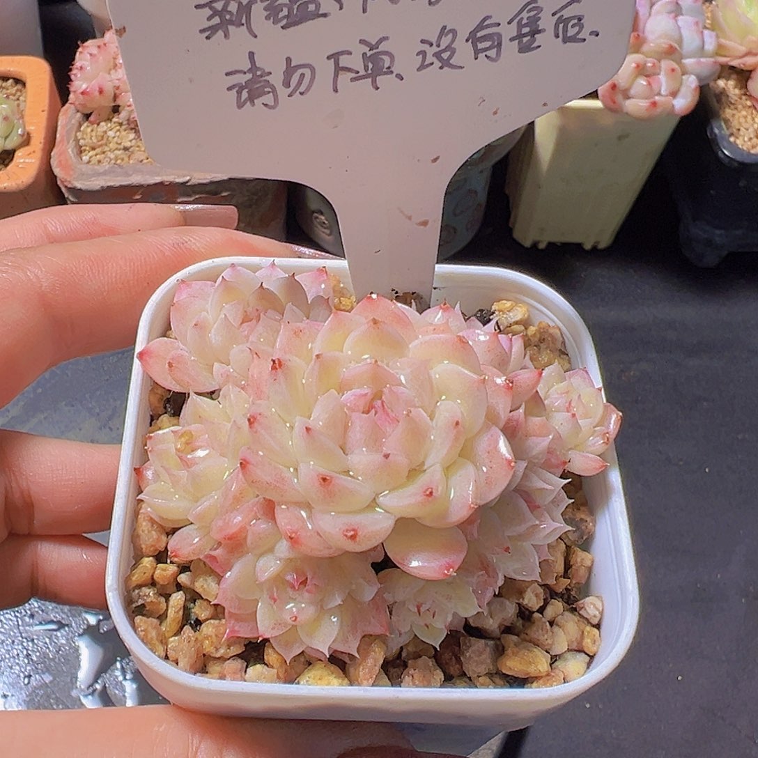 新品多肉，多肉植物