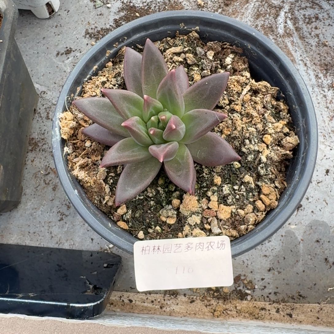 116 美人杂交 一物一拍