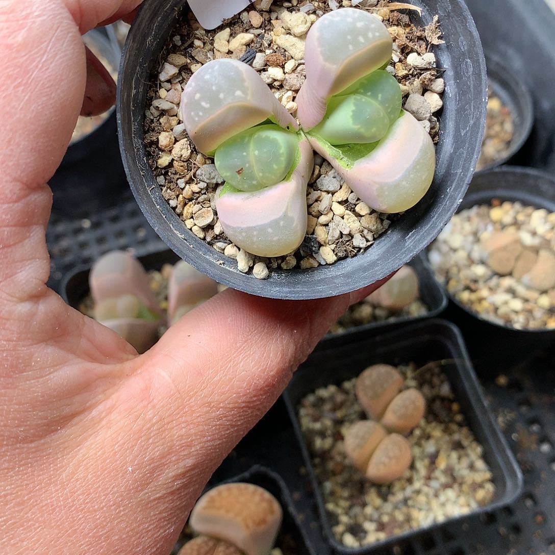 B99多肉植物保护研究所