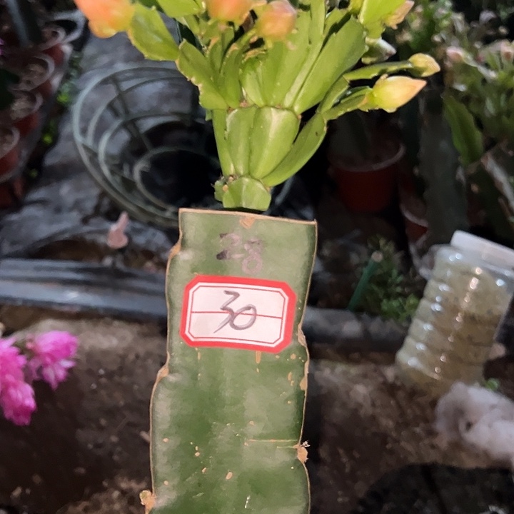 风***颂，30号带盆028嫁接苗