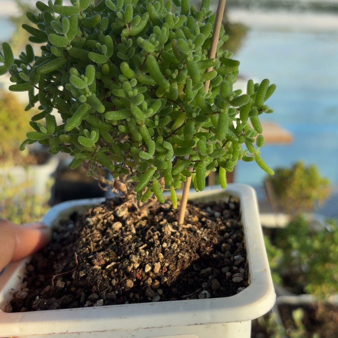 545蜜橘糖球枝干福利