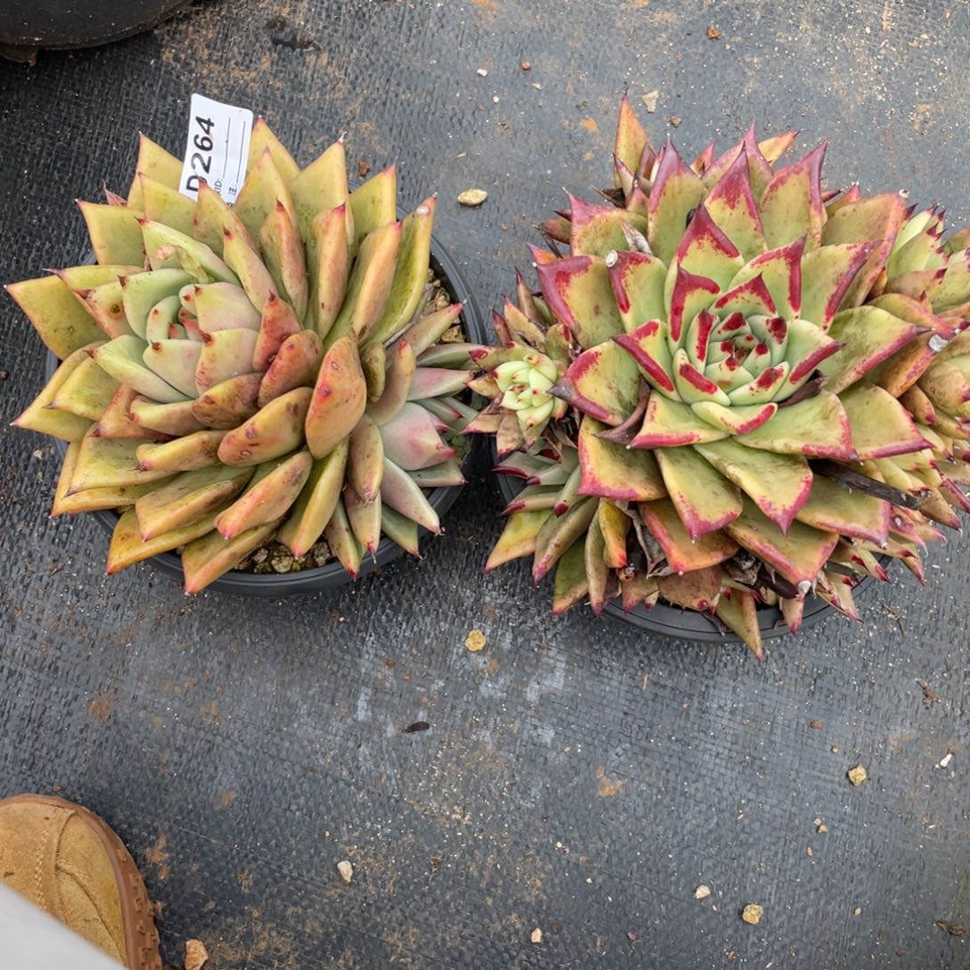 无花朵若如东云组拍D264