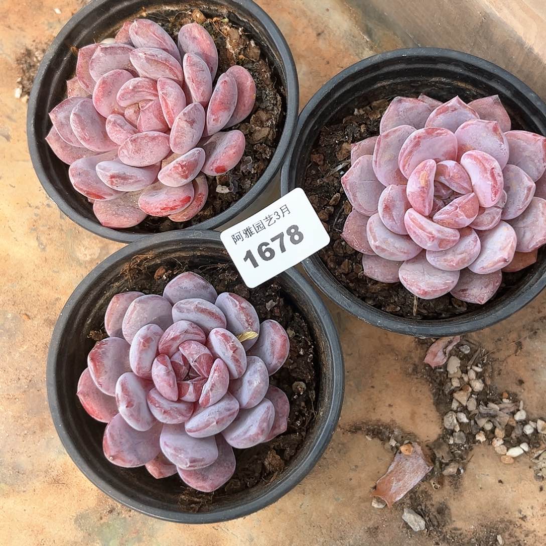 阿雅园艺。   1678