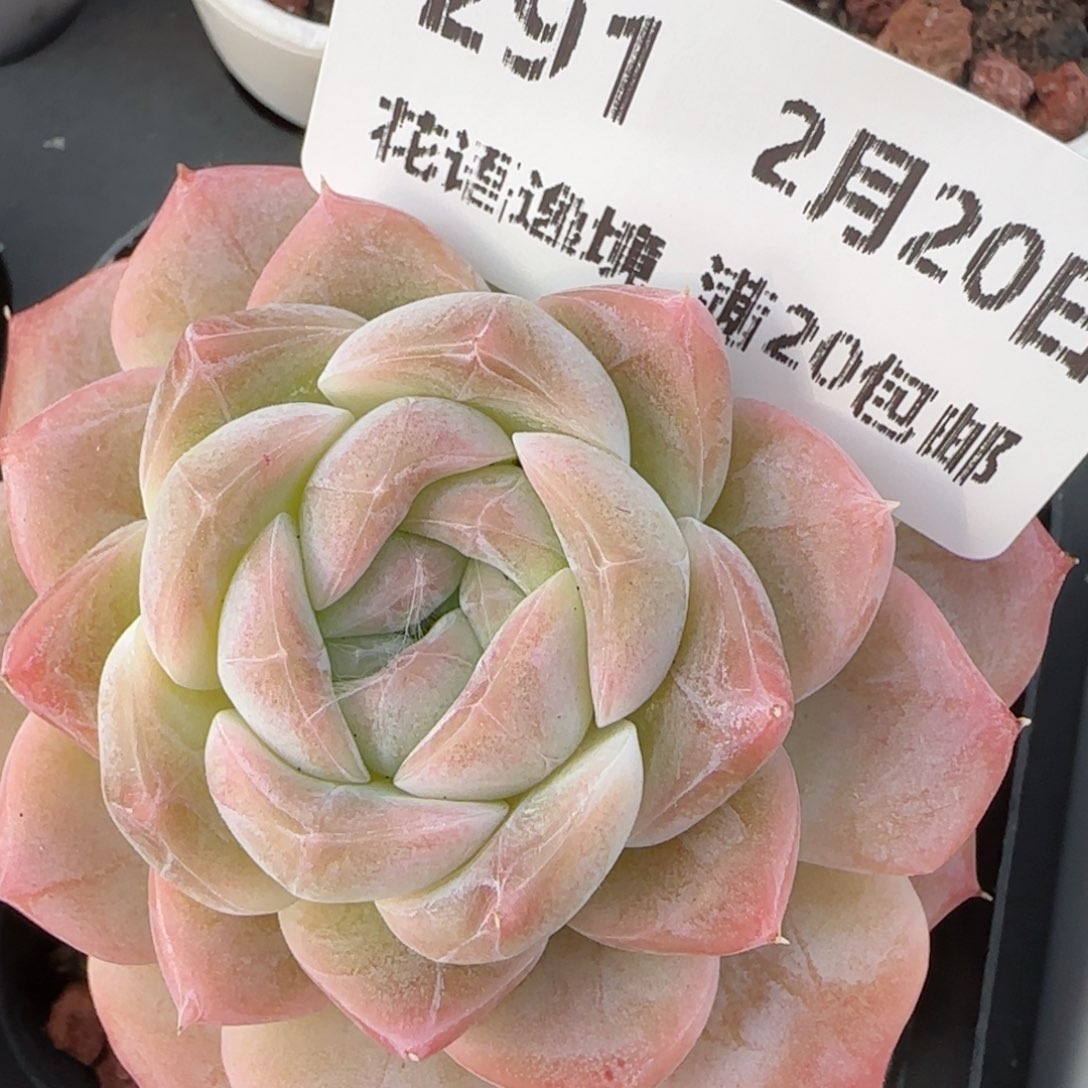 花语逸境0220-291