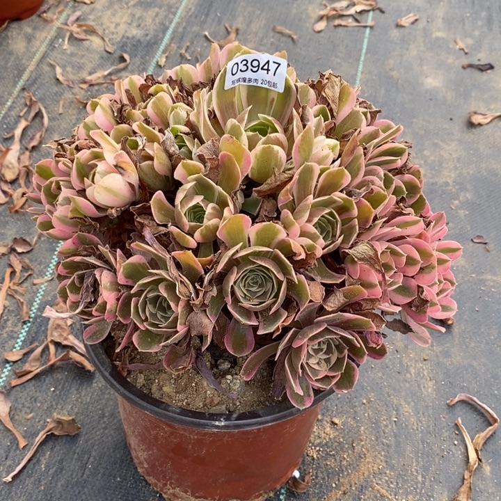 03947不理呗多肉植物