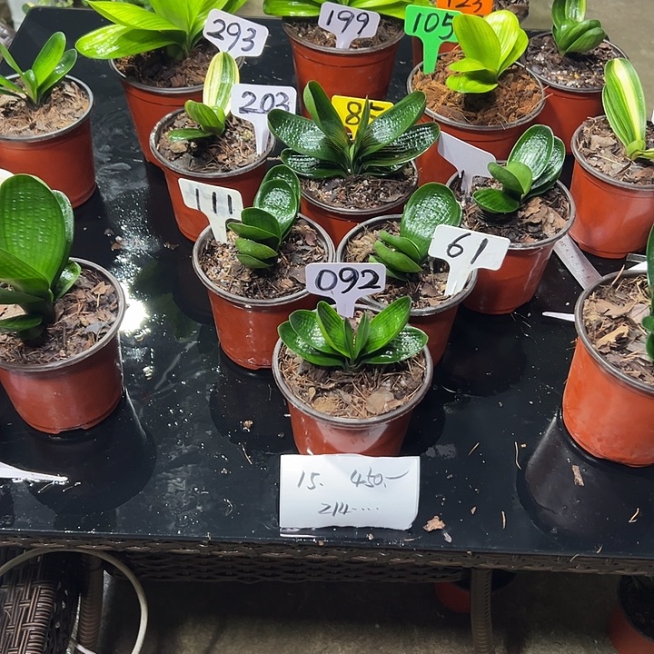 用***0无花朵aaaaaaaaaaa