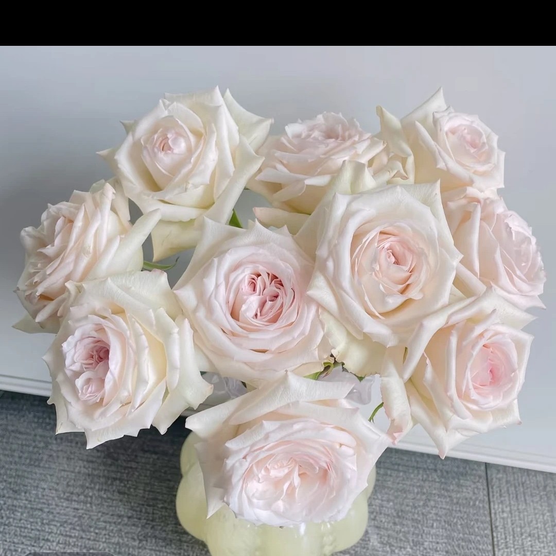 超新品伊丽莎白盆栽切花月季