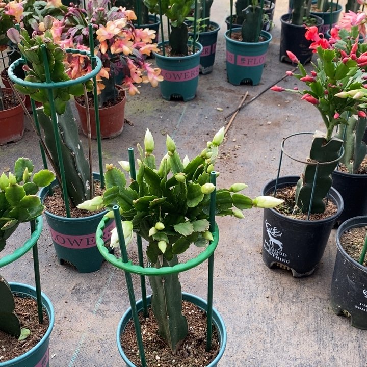 大部分花苞少量开放诗****后579嫁接白重