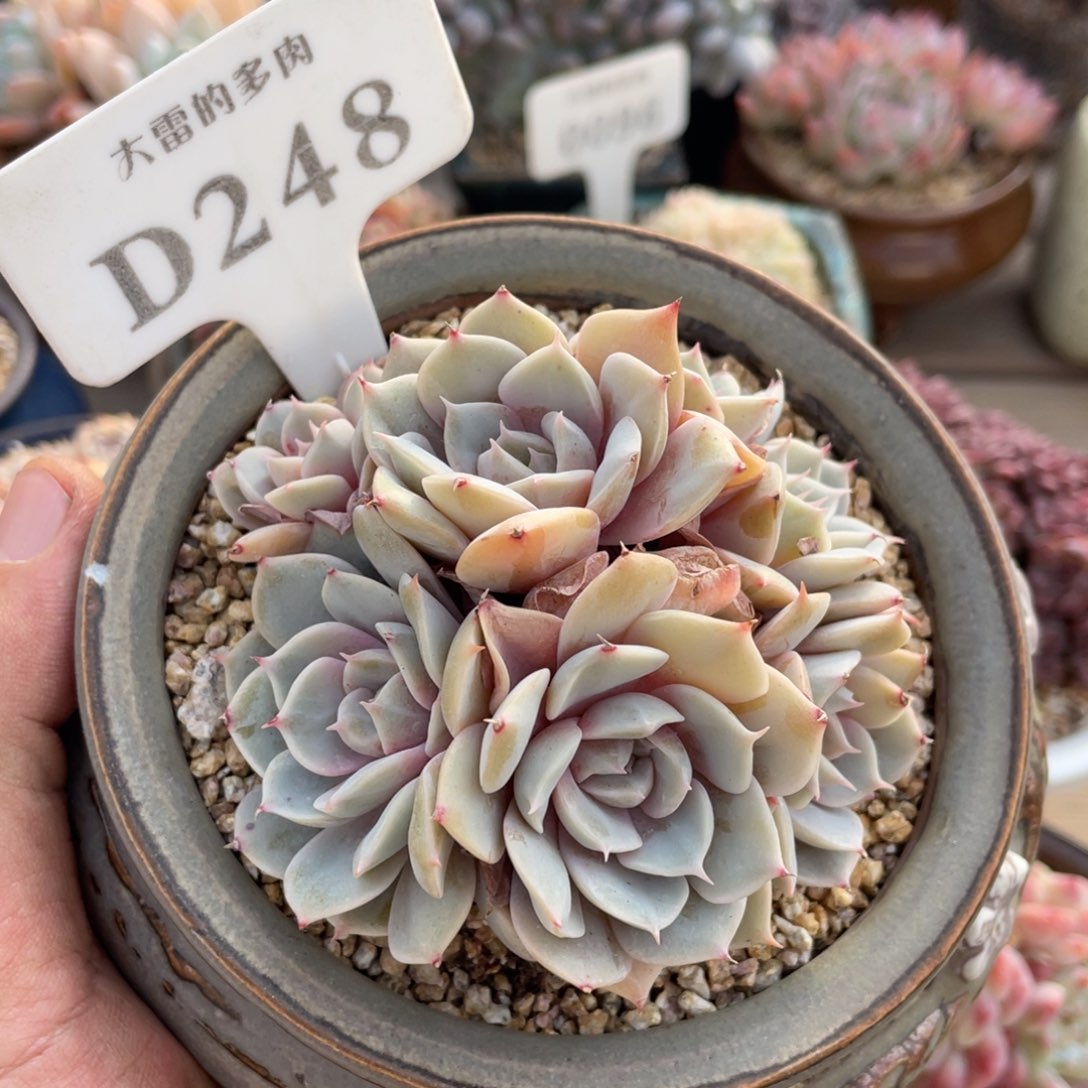 248雪域蓝光不带盆10厘米