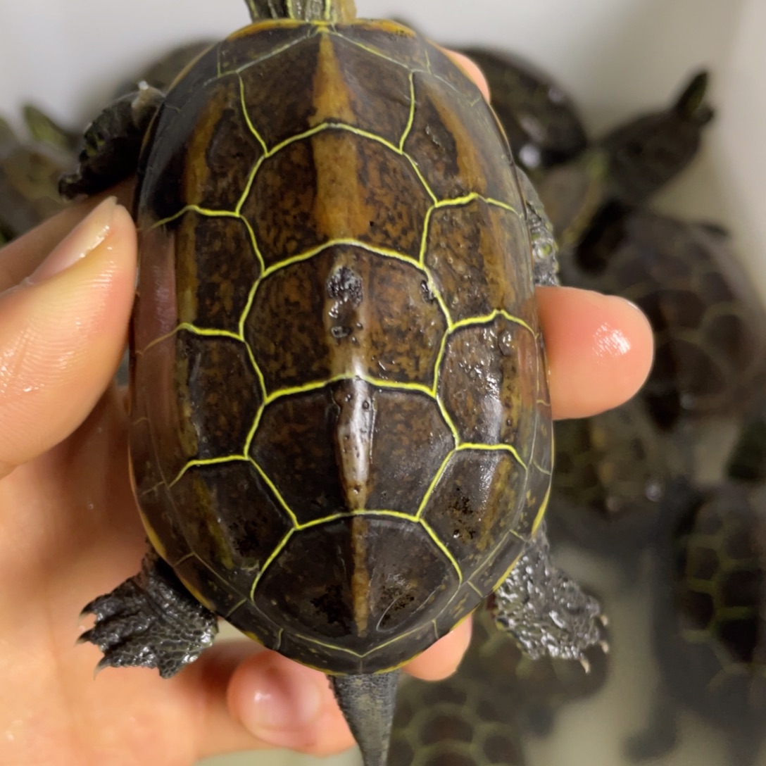苏北金线冷水草龟