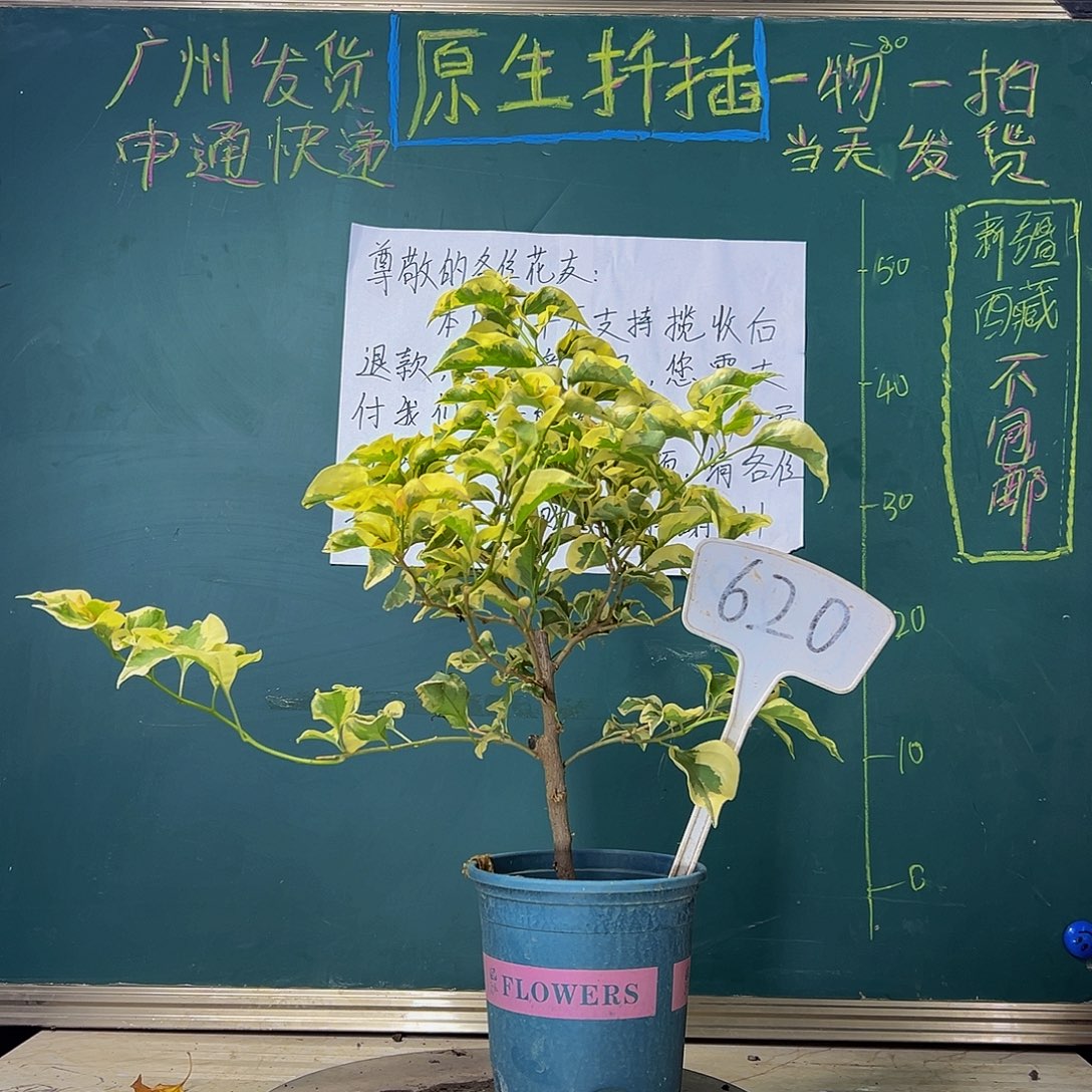 当前无花栽培后可以开花  金边黄  620