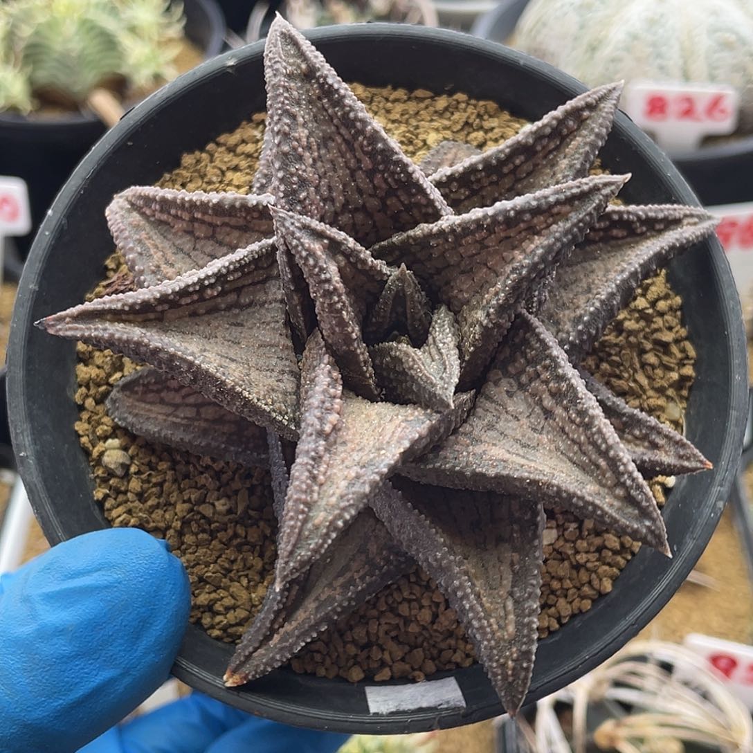 实生短丸叶锦带桥硬叶