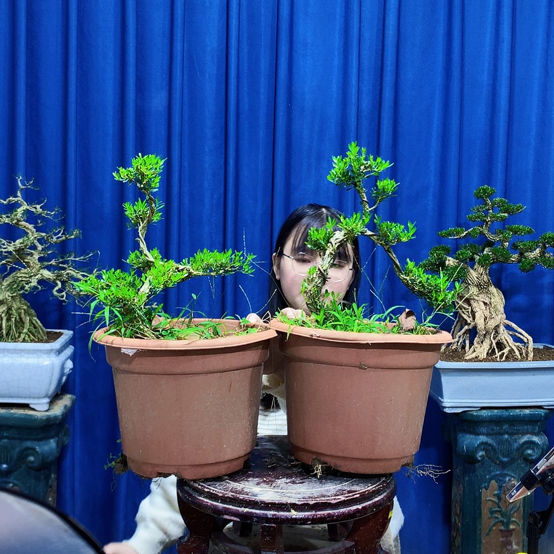 无花朵黄杨盆景一物一拍