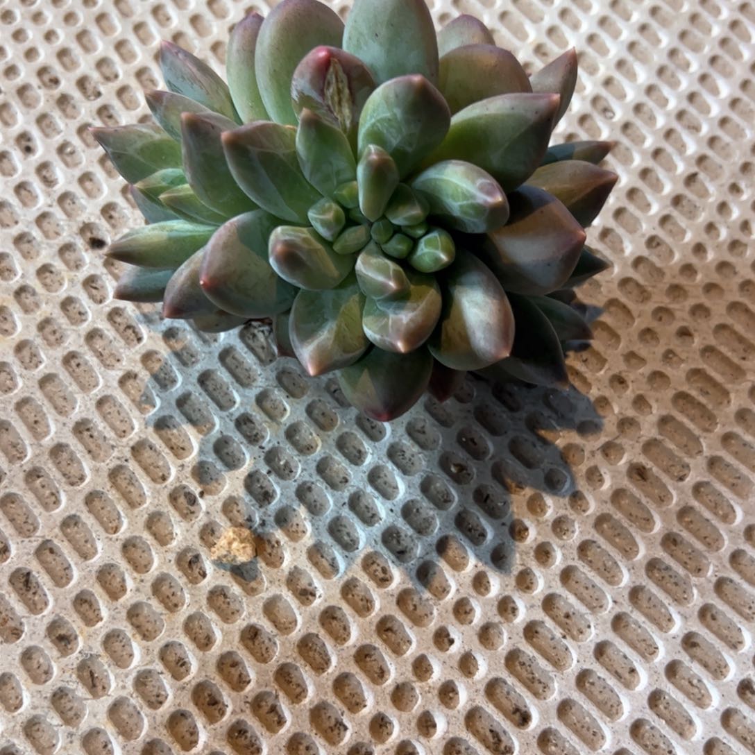 燕***肉多肉植物多肉植物