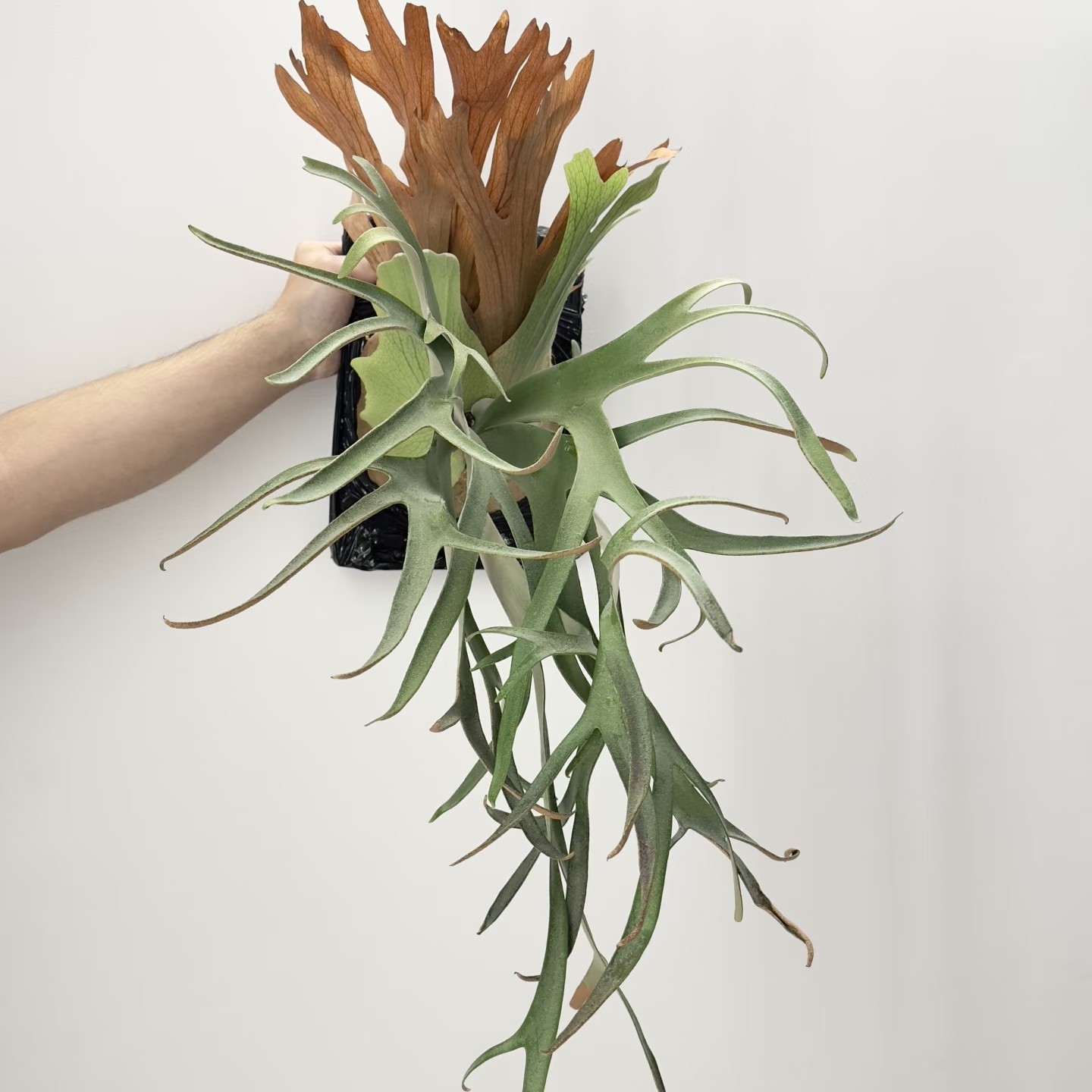 侏儒银爪 爪哇 热植 绿植