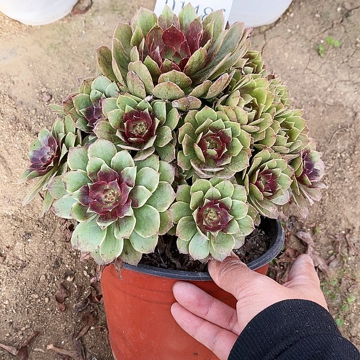 1486红丝绒多肉植物