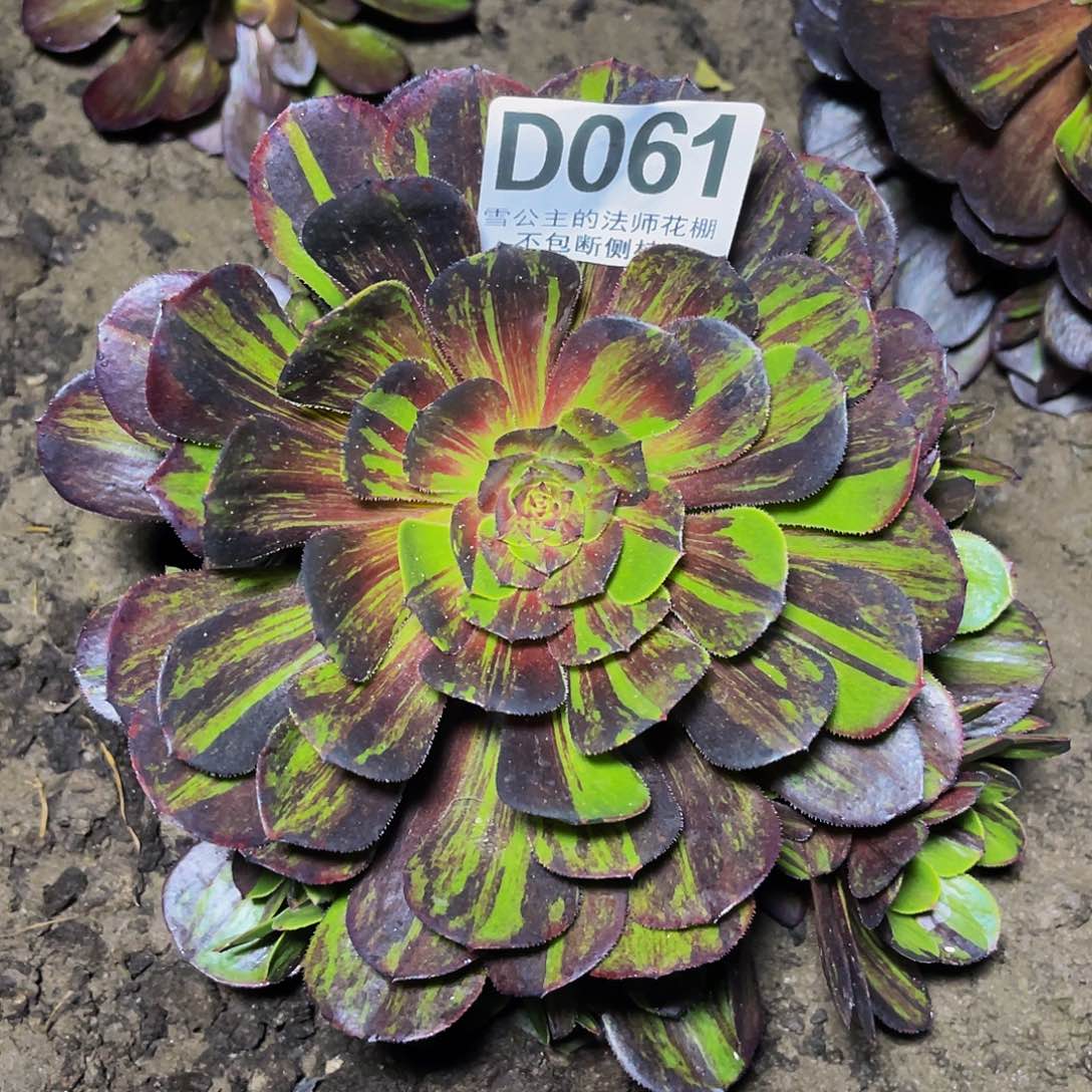 法师法师32–10包邮法师