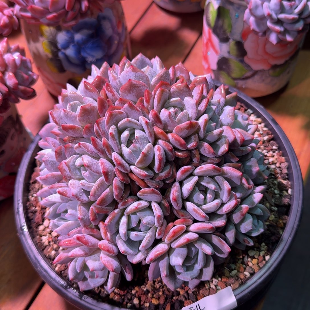 玉儿橙梦露寄养服盆