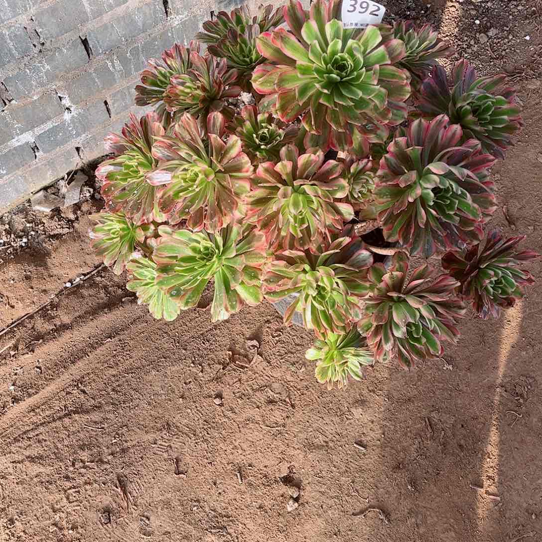 无花朵多肉植物夕颜392