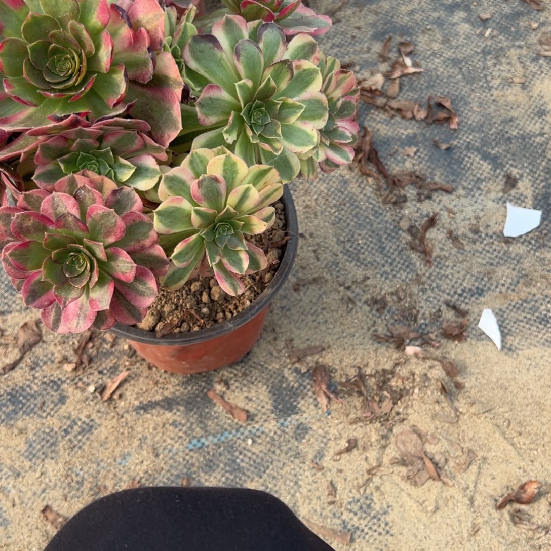 *****409雨荷多肉植物法师