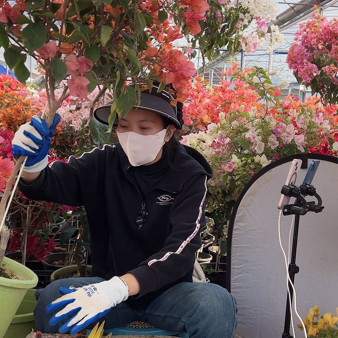 秋***天大部分花苞少量开放C10波妹