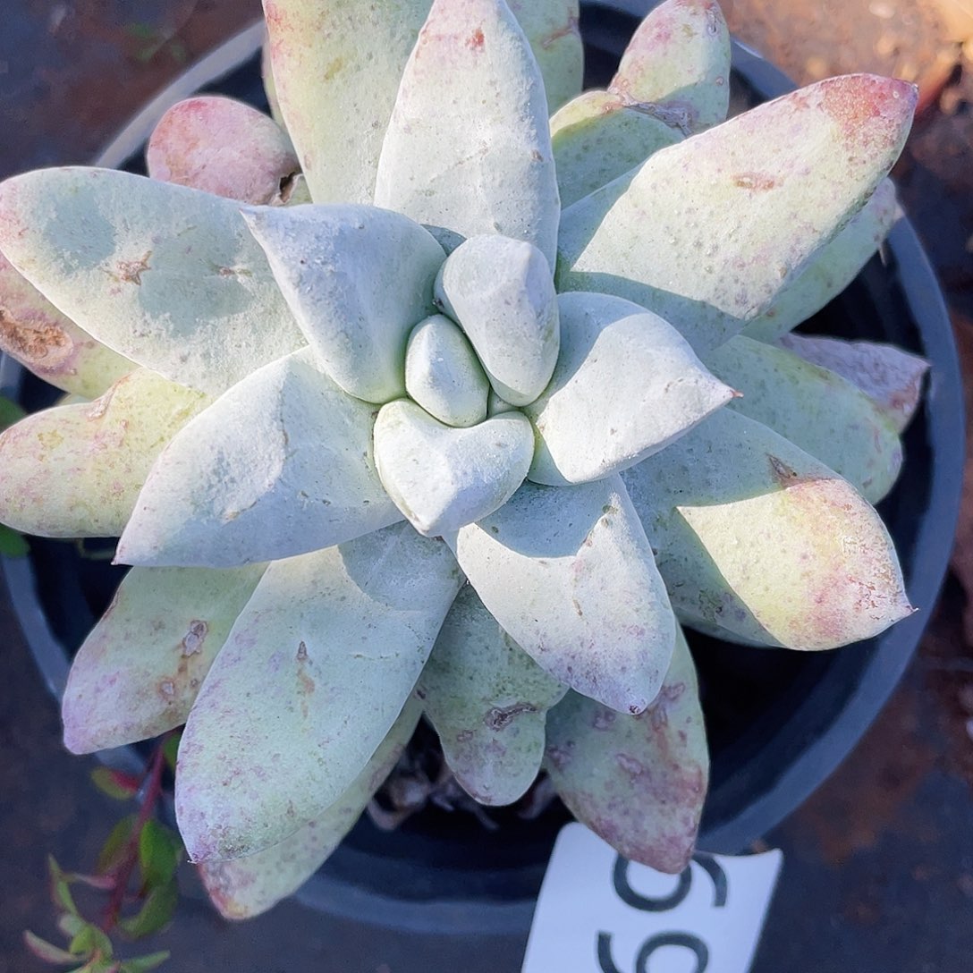 拇指老桩单头6969