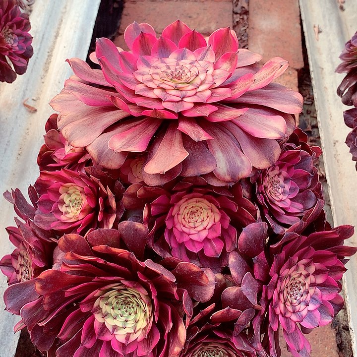 粉体美姬福利，多肉植物