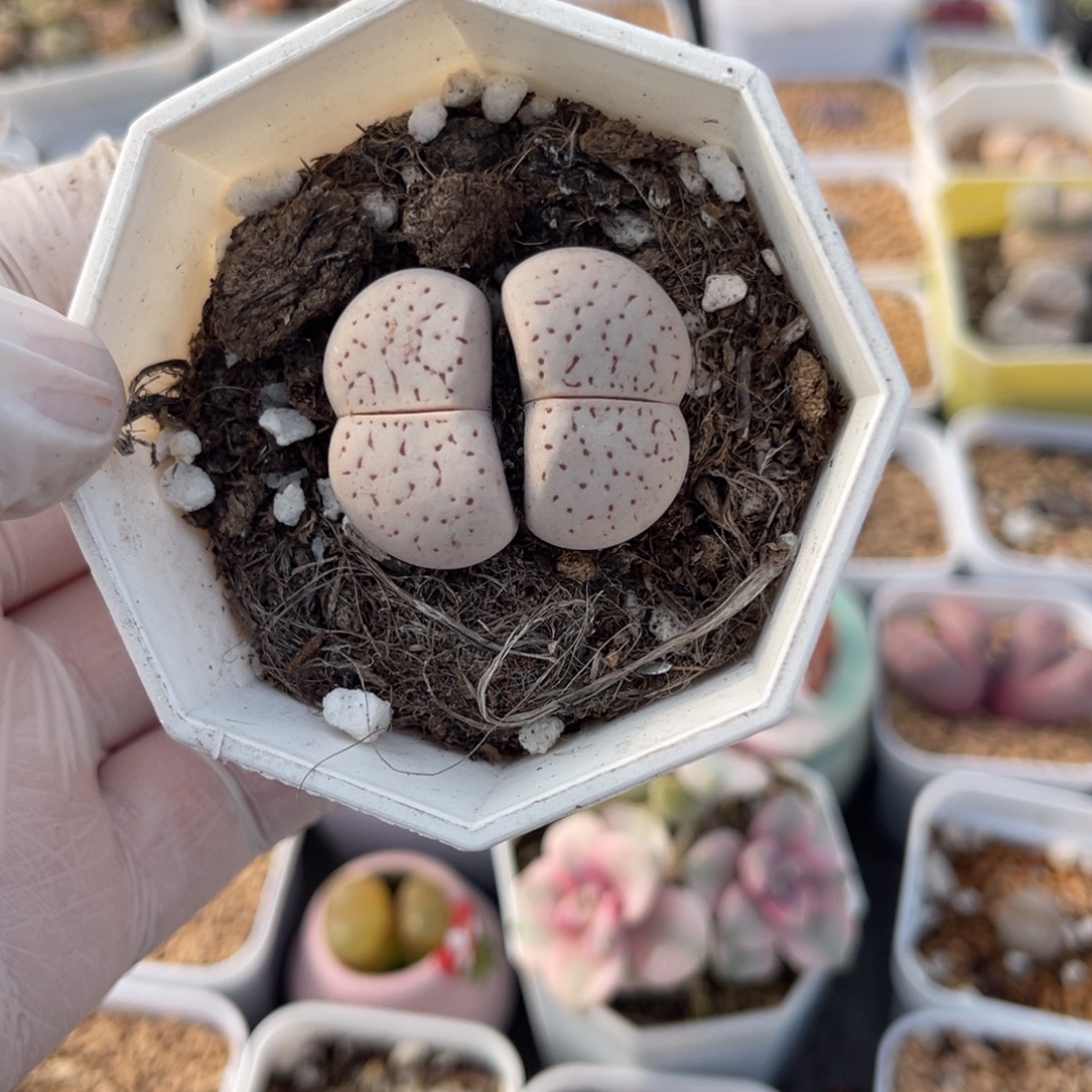 多肉植物一物一拍58