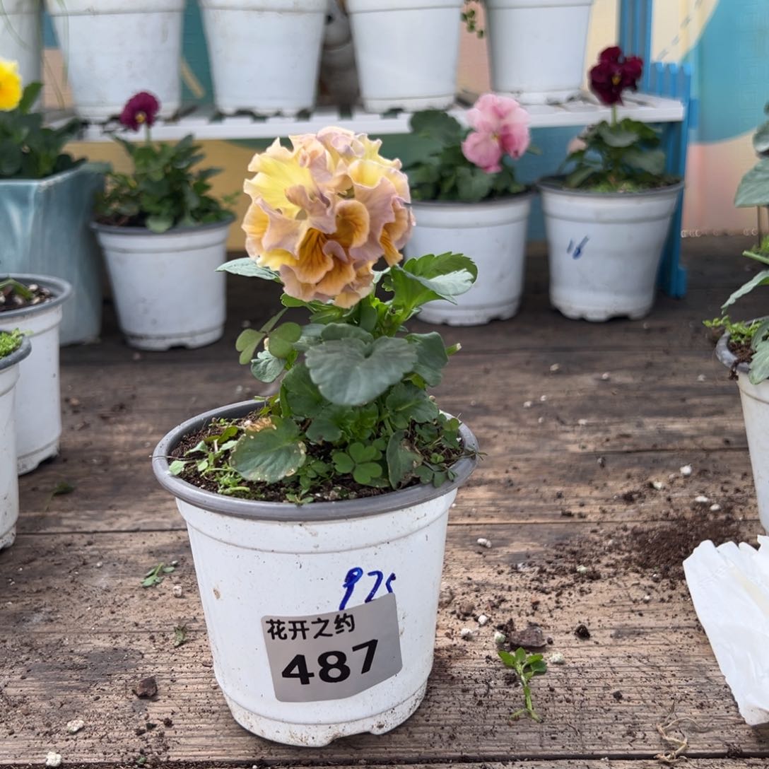 【闪购商品】完全开放487号