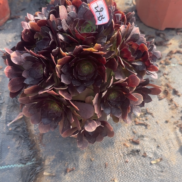 29-33赤焰莲多肉不包售后